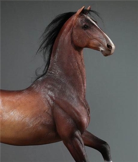 Animal-model-No59-Dawan-Horse-16