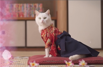 จะเป็นยังไง เมื่อเหล่าน้องเหมียวมาแข่งกันตบไพ่ในภาพยนต์ 