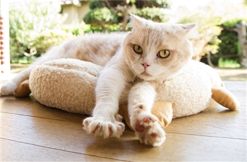 ข้อมูลนักแสดงและเทรลเลอร์ใหม่ของภาพยนต์ Neko Atsume