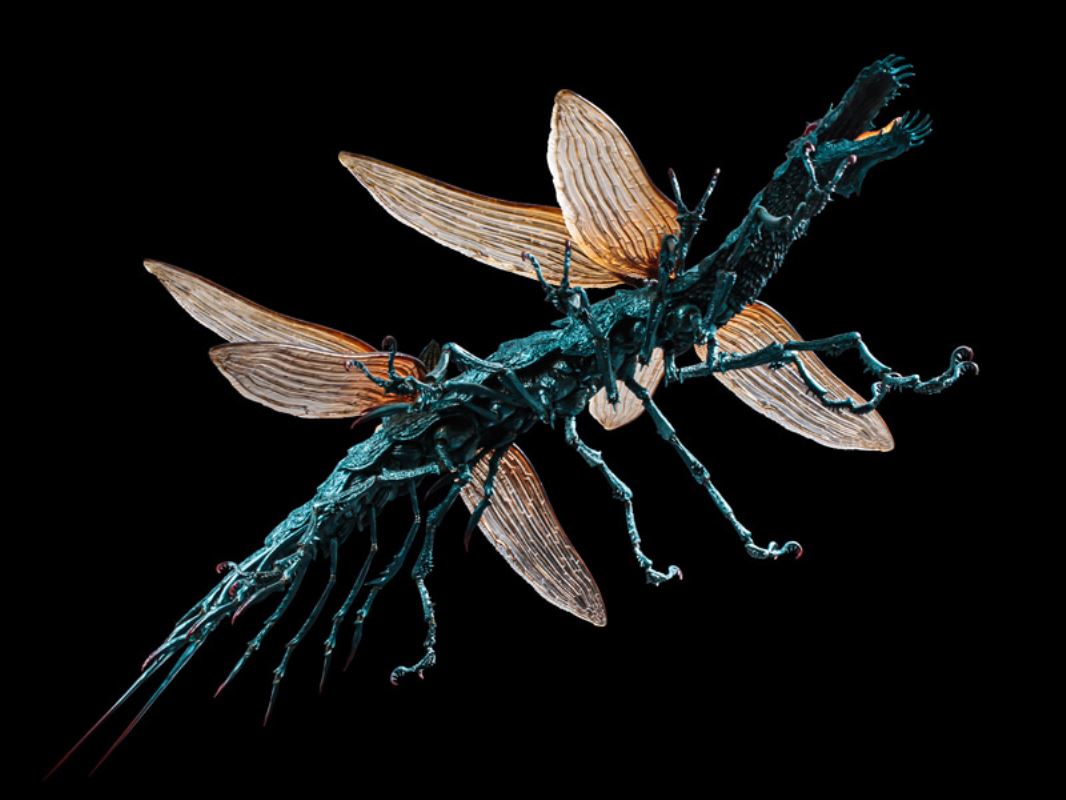 Nausicaä of the Valley of the Wind - Daio Yamma Takeya Style