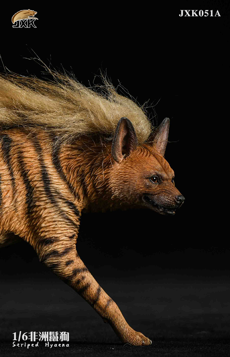 1/6 African Hyena