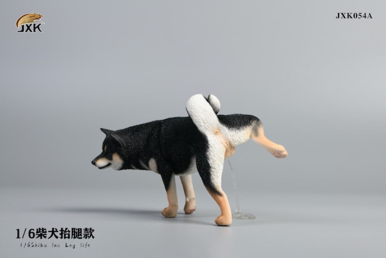 Shiba Inu squat/leg raise posture 1/6