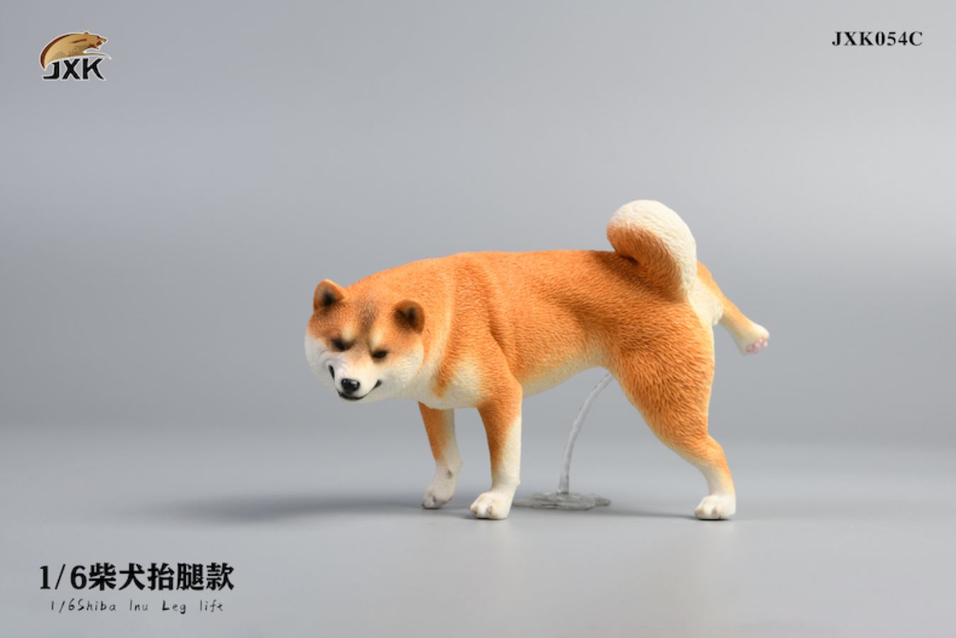 Shiba Inu squat/leg raise posture 1/6