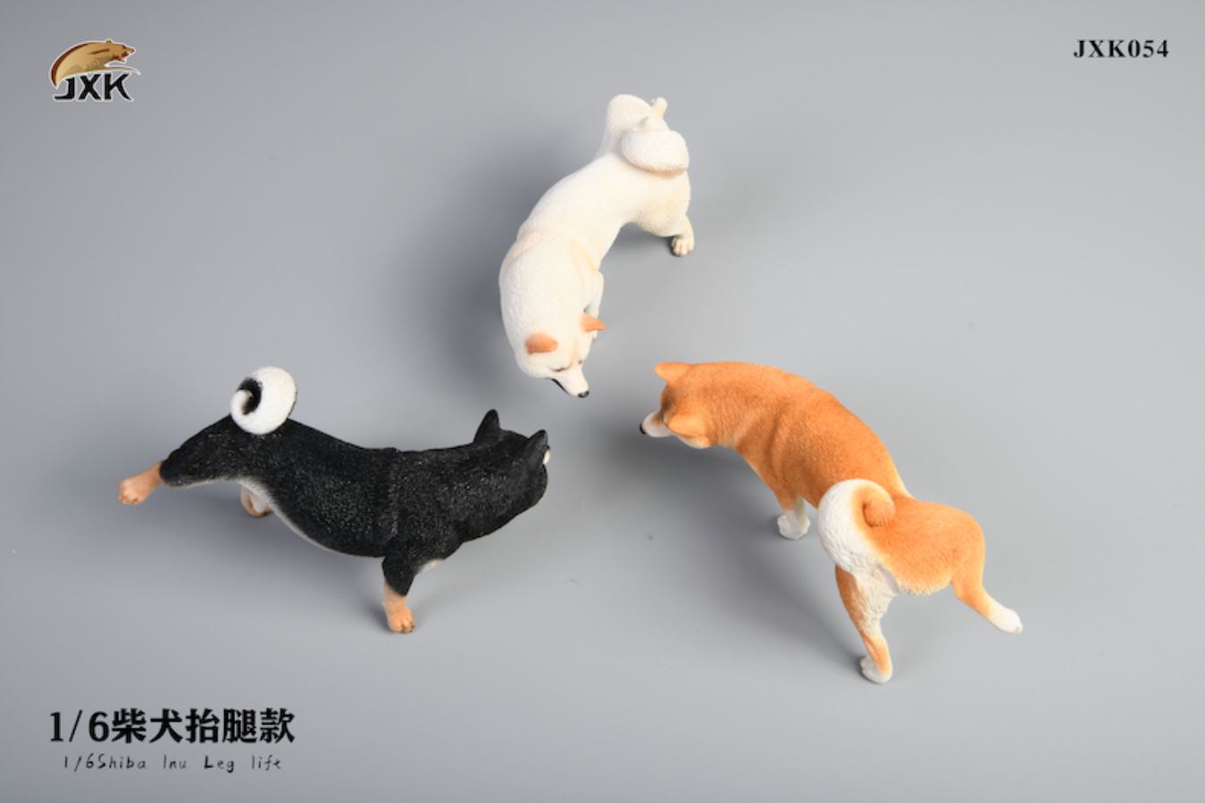 Shiba Inu squat/leg raise posture 1/6