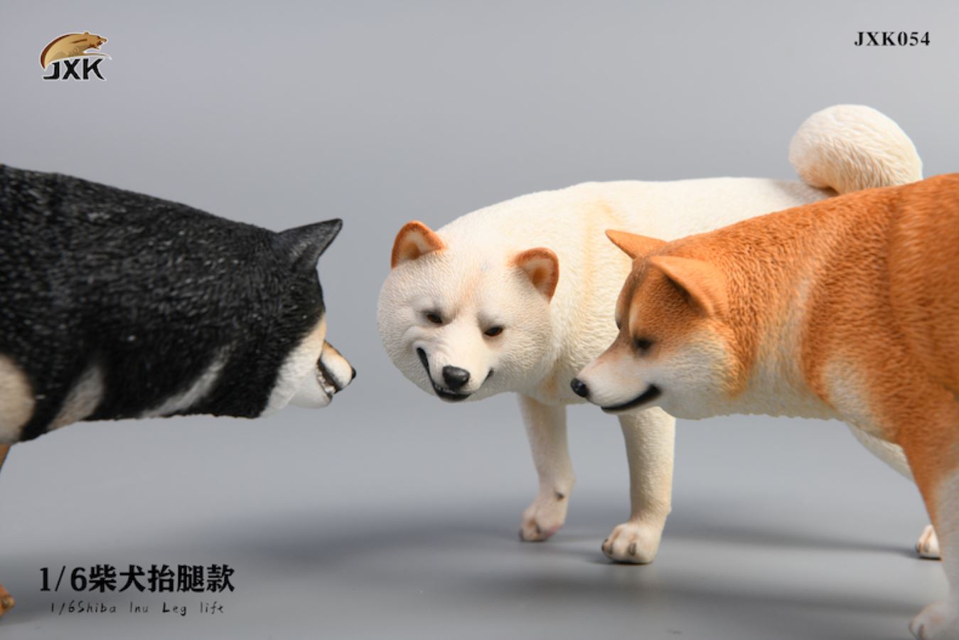 Shiba Inu squat/leg raise posture 1/6