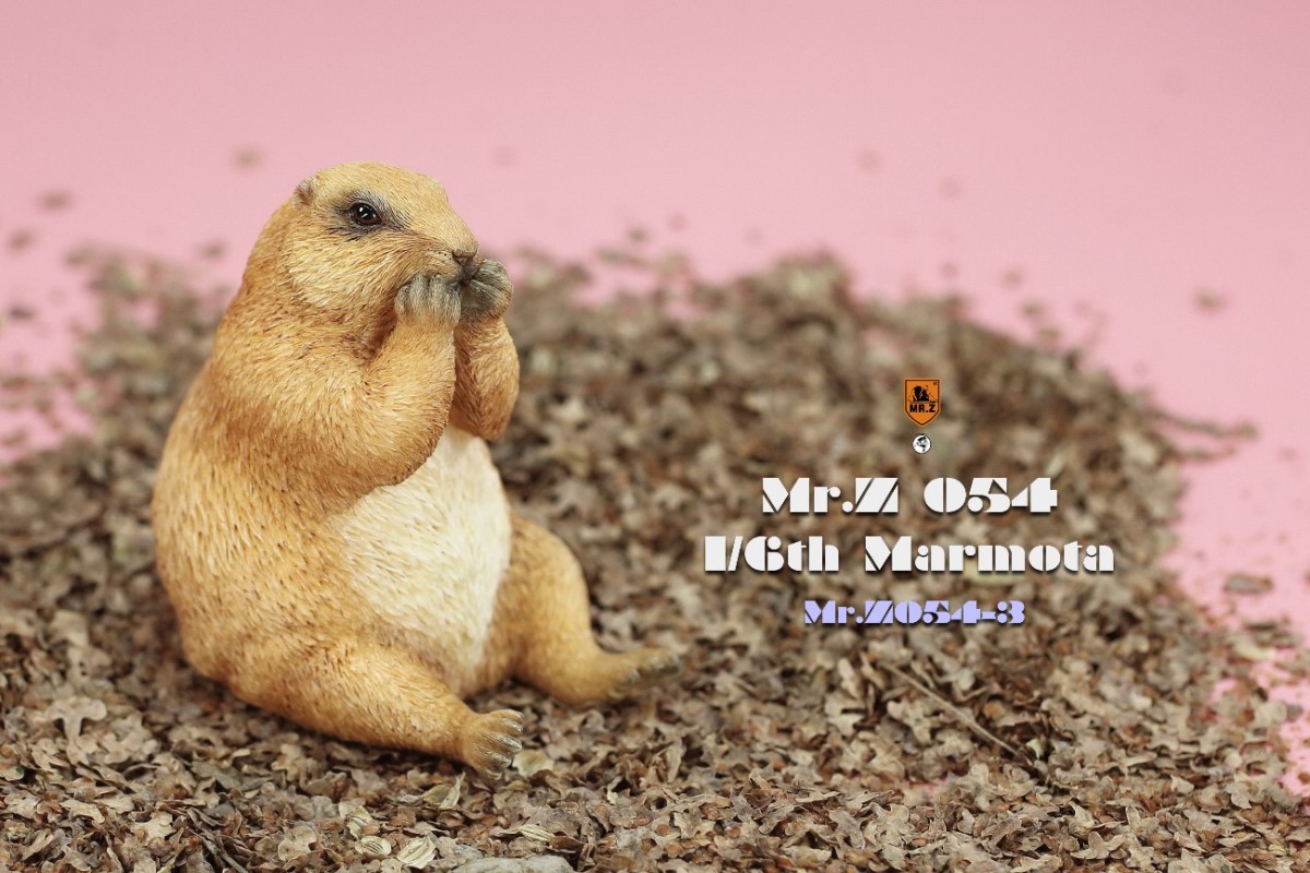 Marmota 1/6