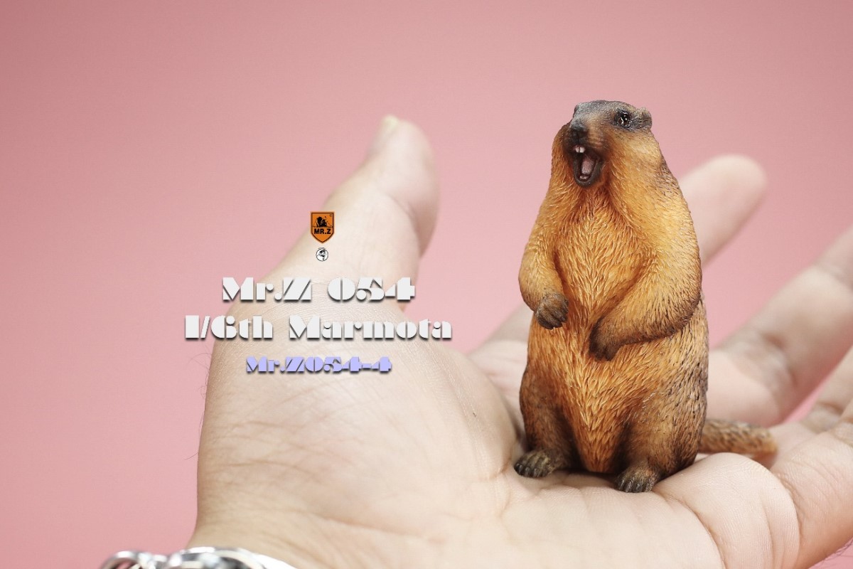 Marmota 1/6