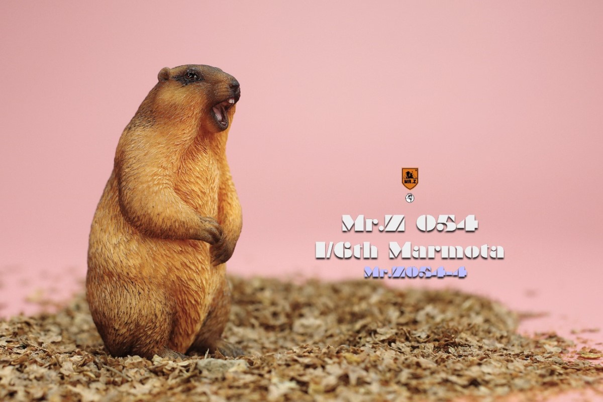 Marmota 1/6