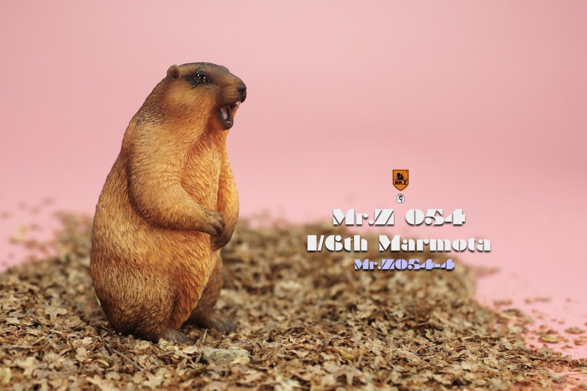 Marmota 1/6