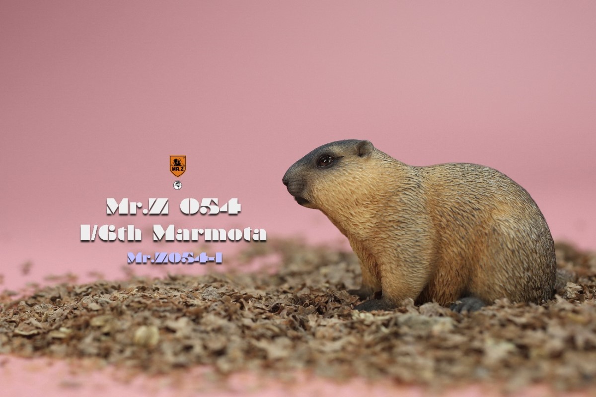 Marmota 1/6