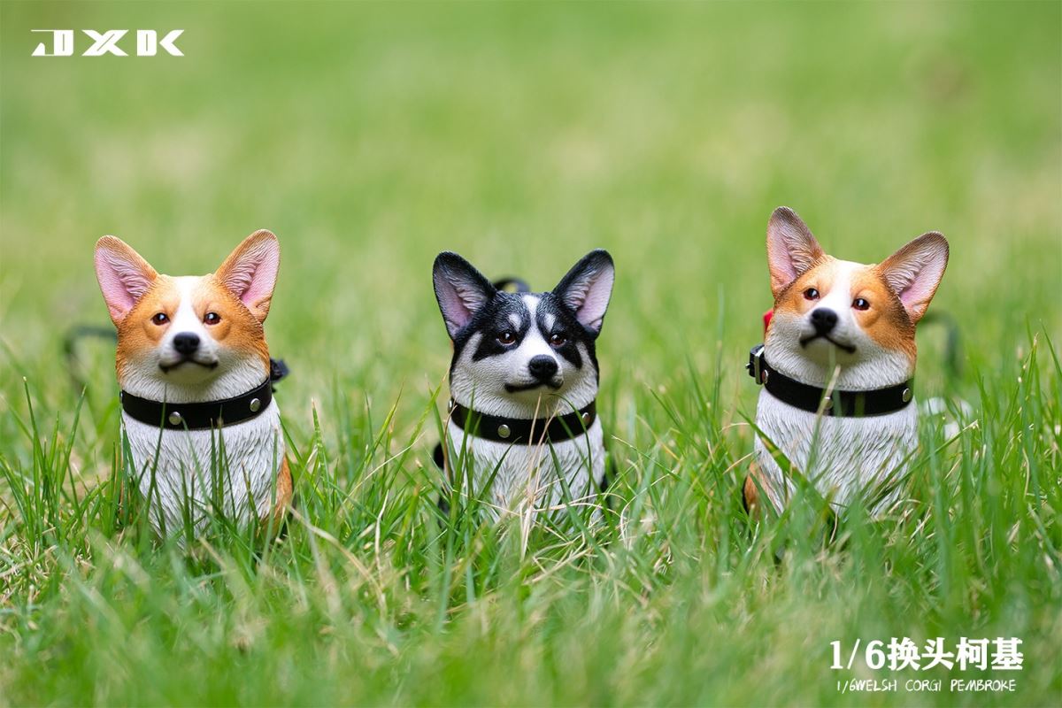 Welsh Corgi Pembroke 1/6