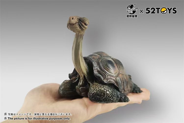 Galapagos Giant Tortoise