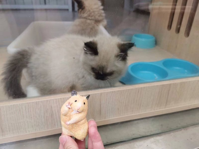 Hamster