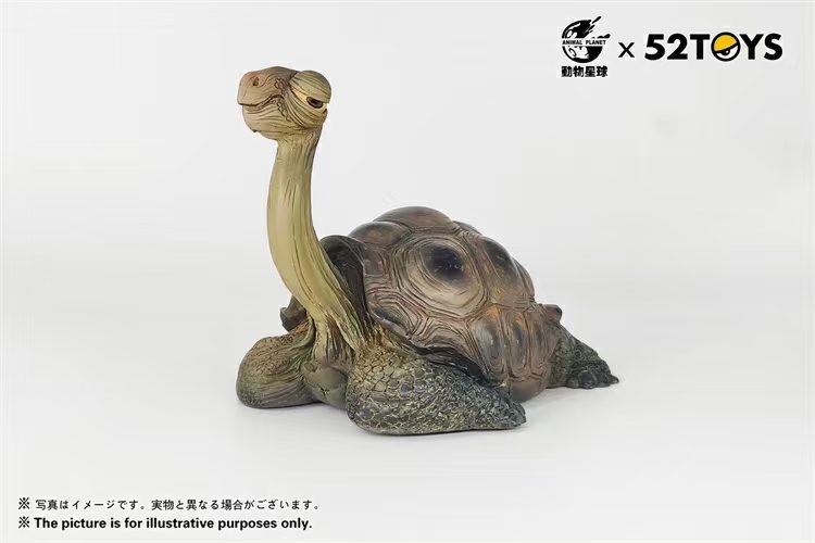 Galapagos Giant Tortoise