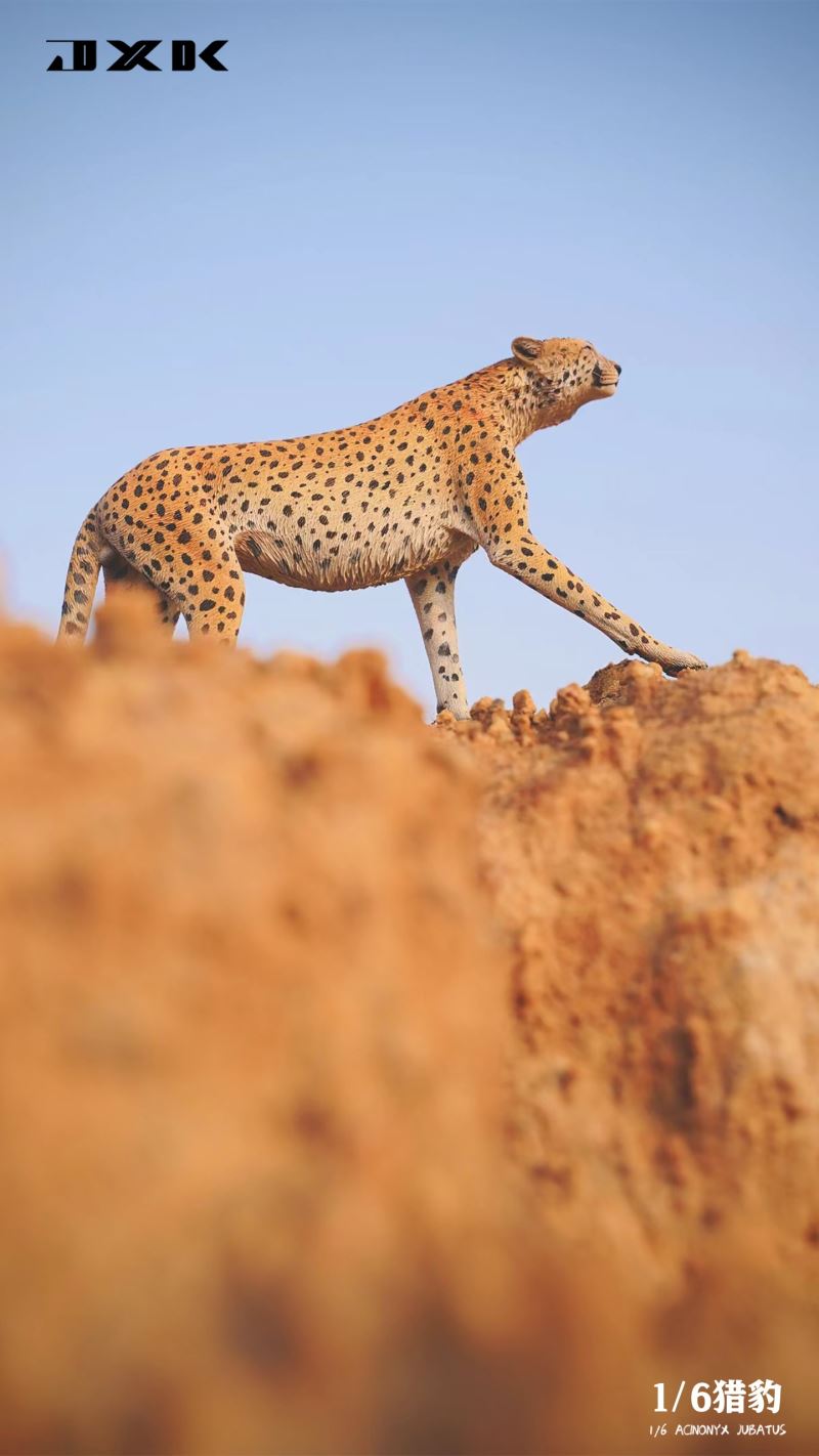 Acinonyx Jubatus/King Cheetha 1/6