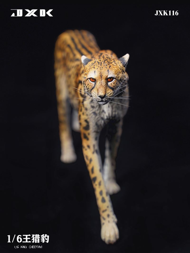 Acinonyx Jubatus/King Cheetha 1/6