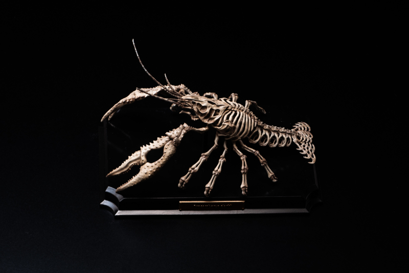 Endoskeleton Specimen Museum