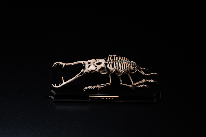Endoskeleton Specimen Museum
