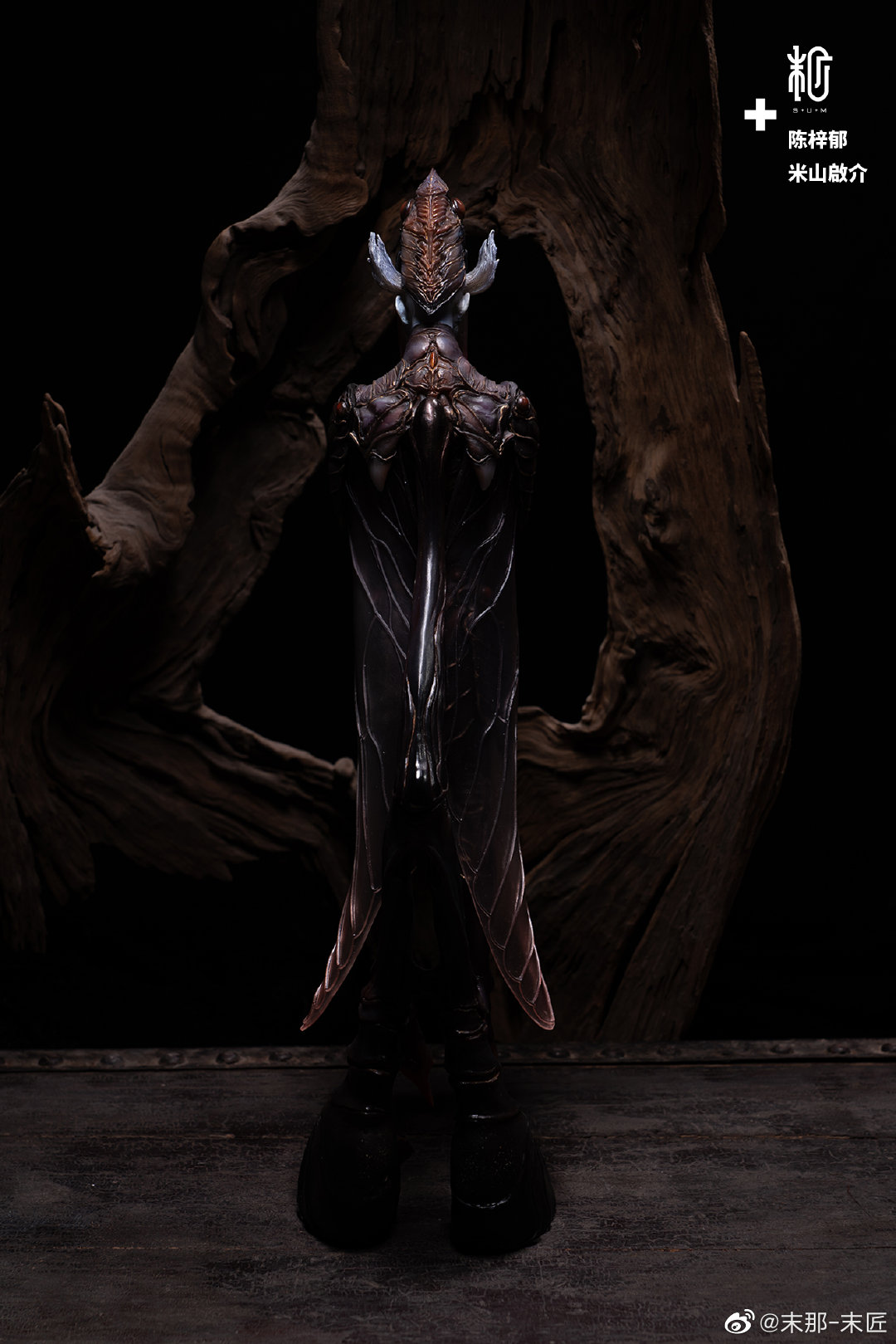 Black and White Witch Cicada
