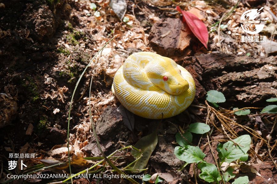 Python