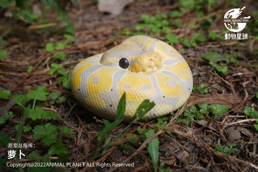 Python