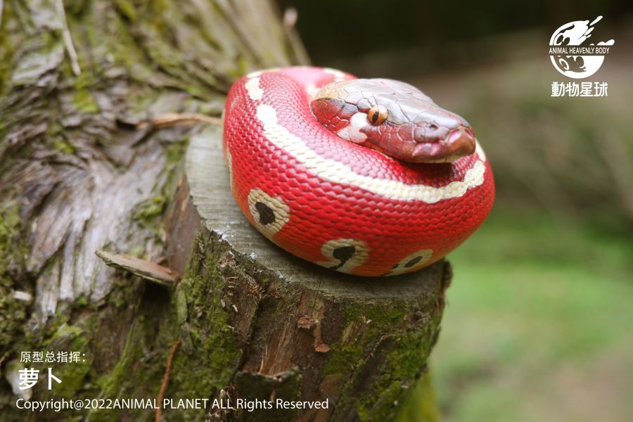 Python