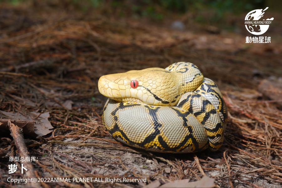 Python