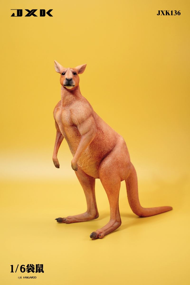 Kangaroo 1/6