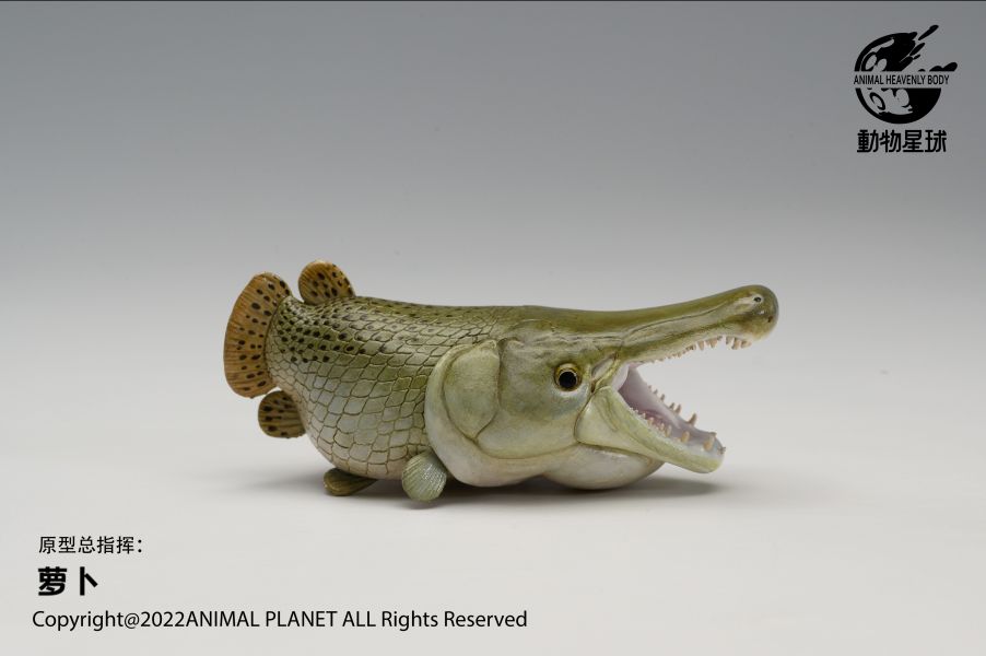 Atractosteus spatula