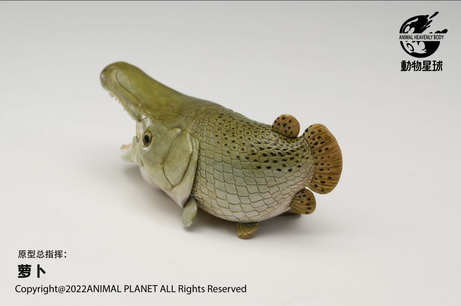 Atractosteus spatula