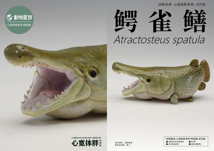 Atractosteus spatula