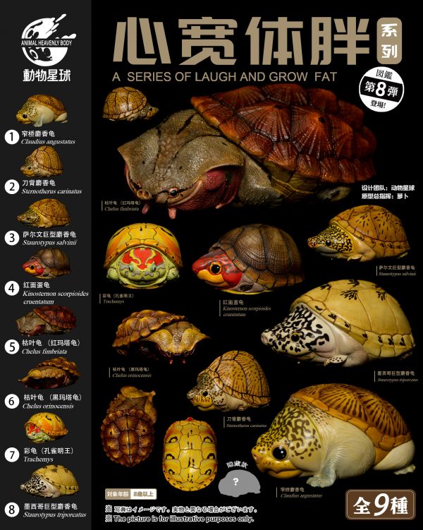 Fat Turtle