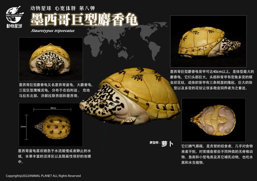 Fat Turtle