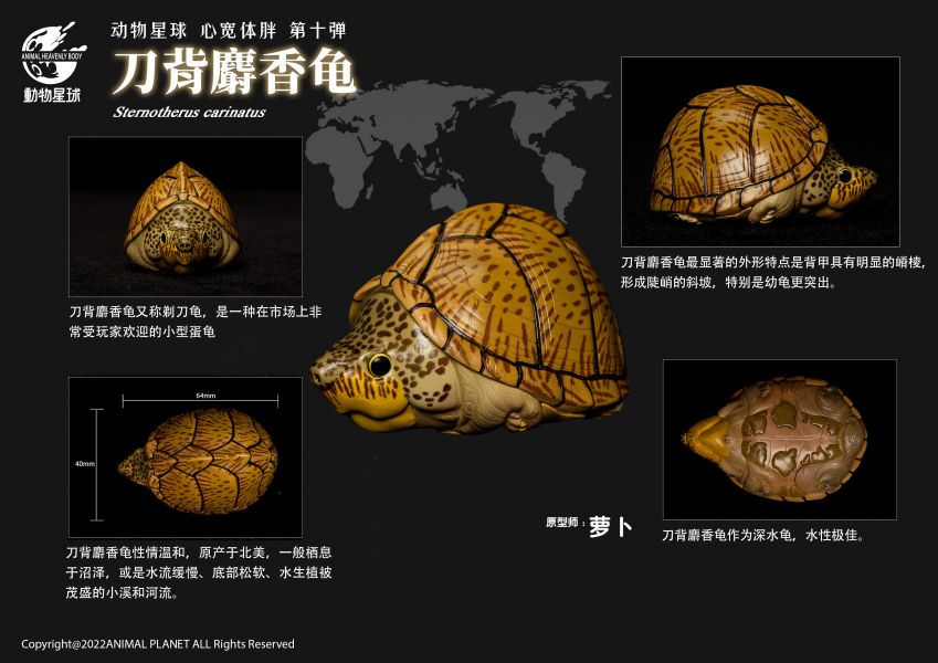 Fat Turtle