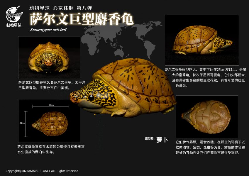 Fat Turtle