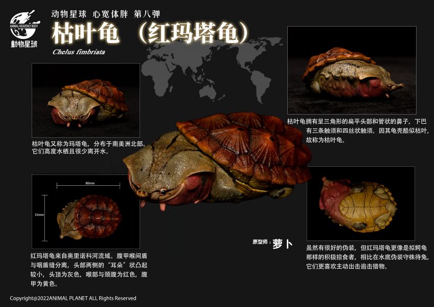 Fat Turtle