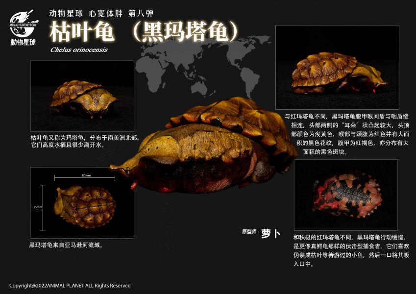 Fat Turtle