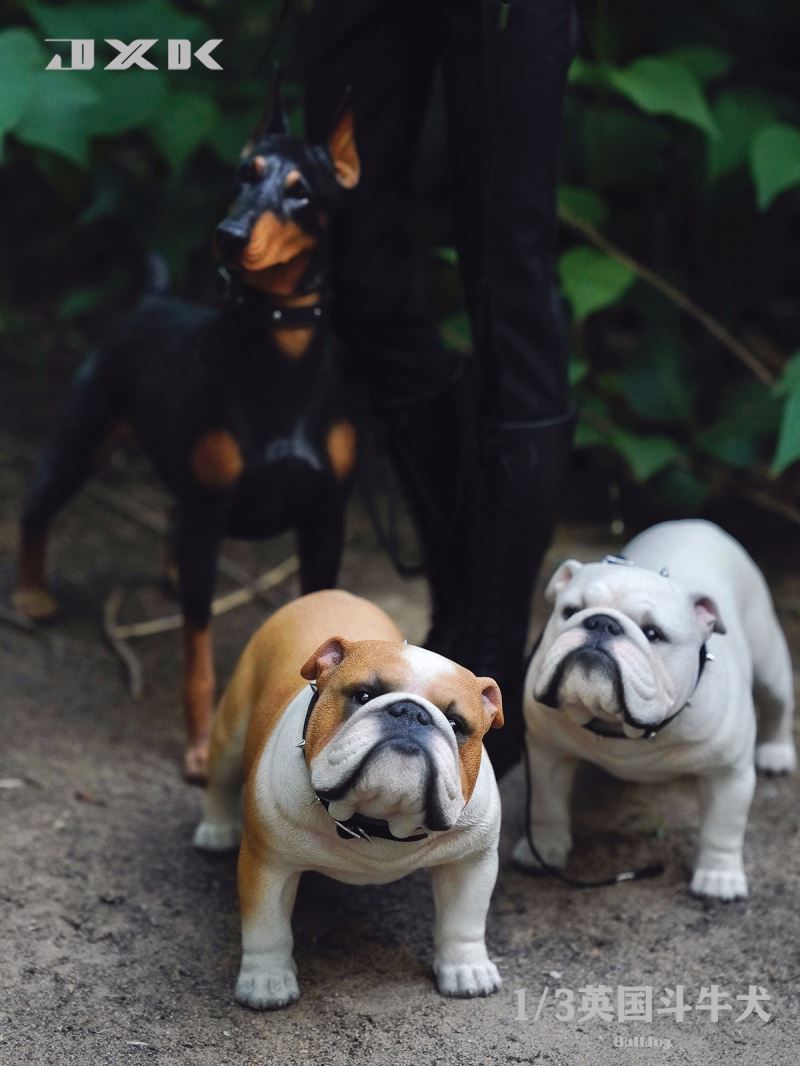English Bulldog (X32203) 1/3
