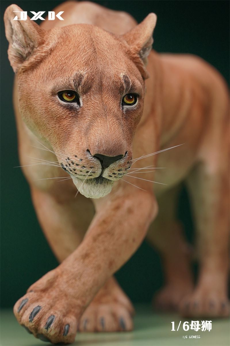 Lioness 1/6