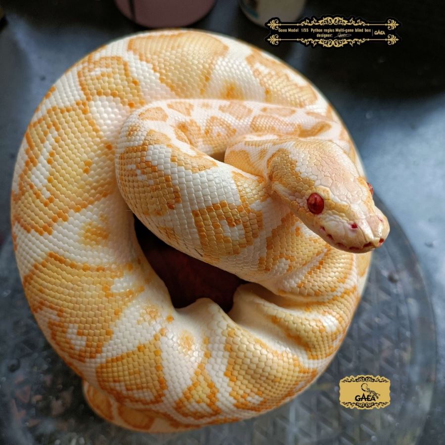 Ball python