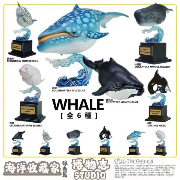 Ocean Collector Whale