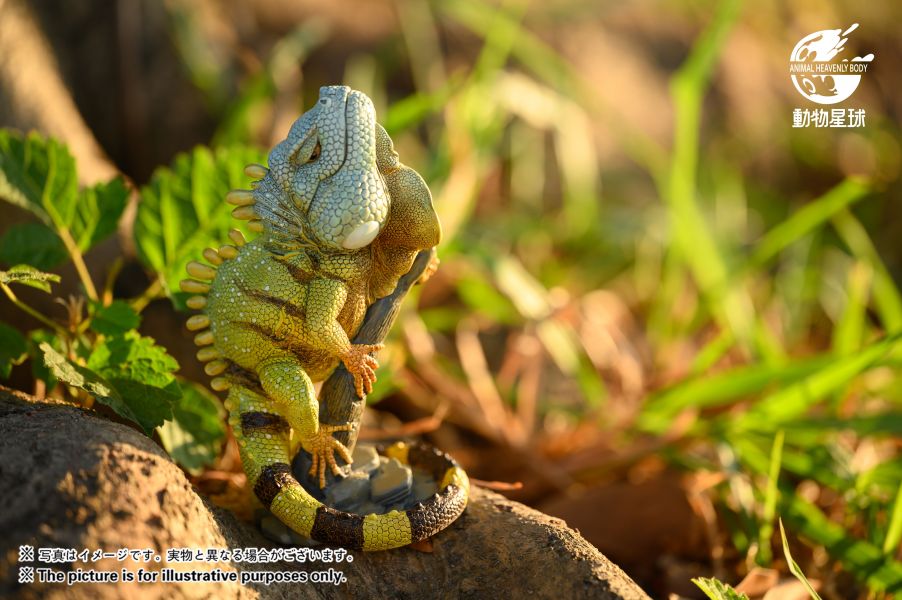 Green Iguana