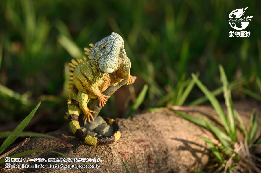 Green Iguana