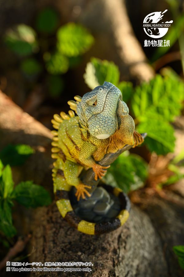 Green Iguana