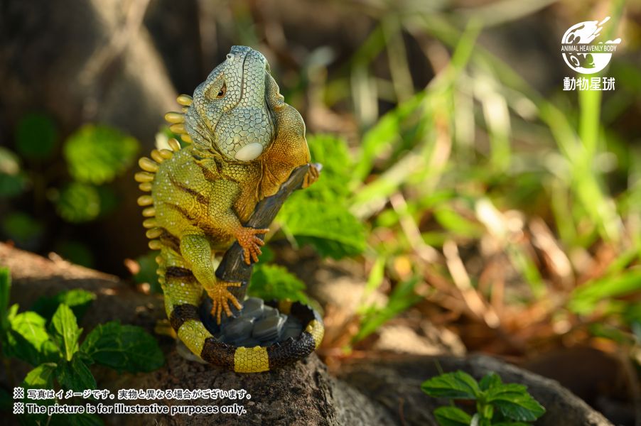 Green Iguana