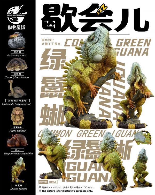 Green Iguana
