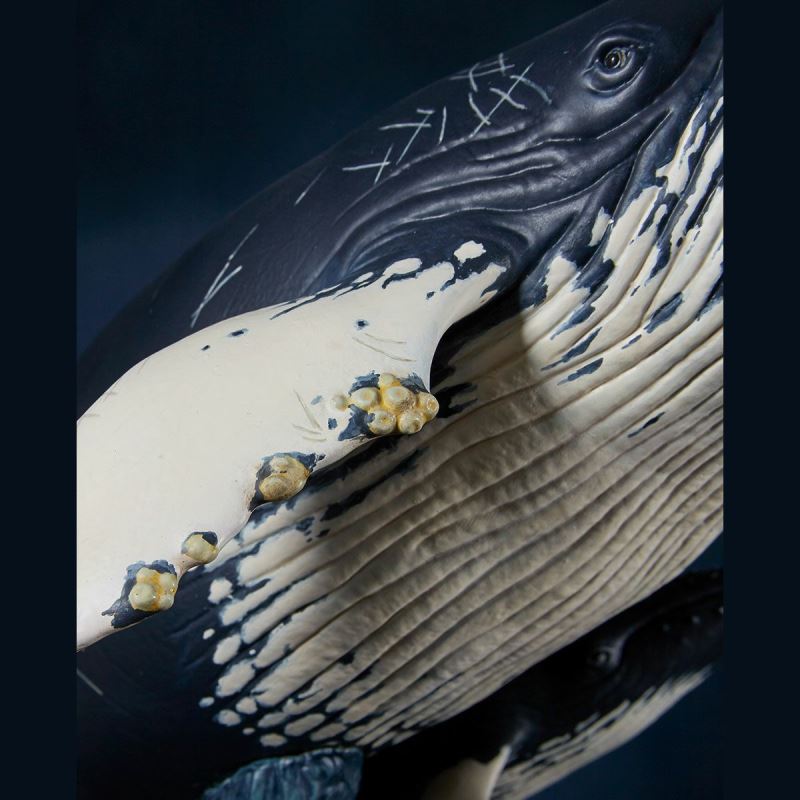 Nature Tales Humpback whale parent and child