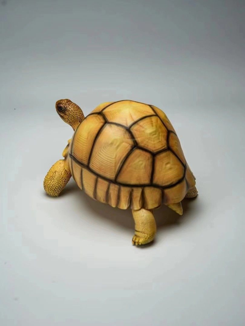 Turtle Series - Angoroka giant tortoise