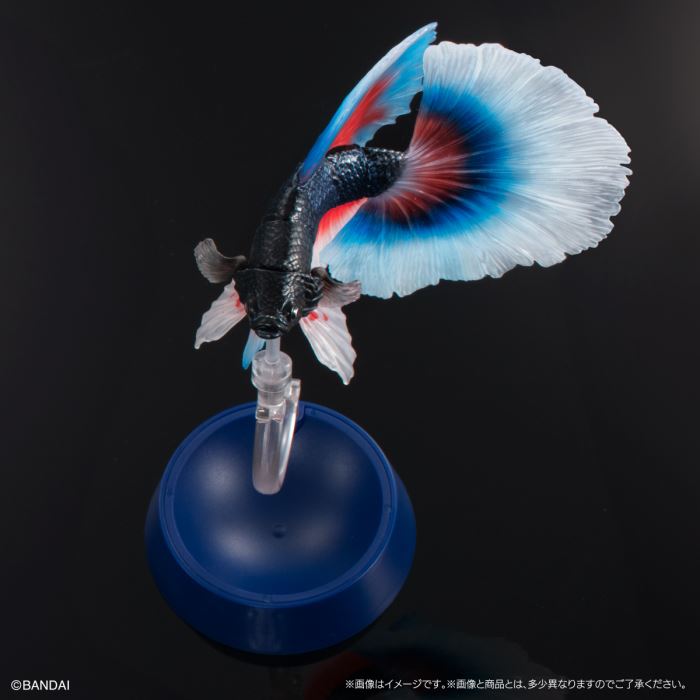 Encyclopedia of Creatures Advanced Betta