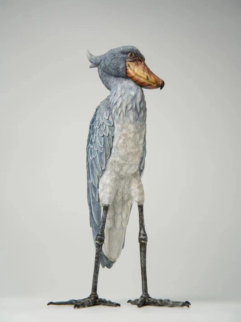 Shoebill Stork